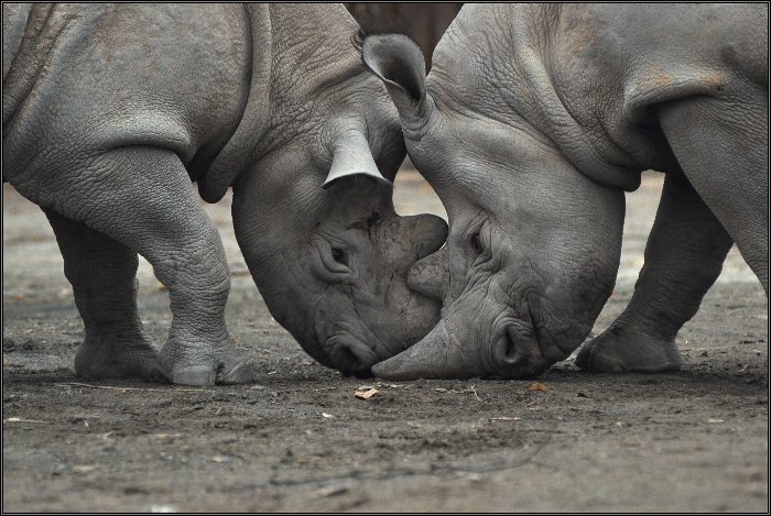 face to face