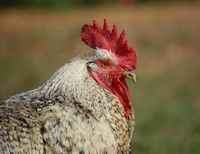zamyšlený