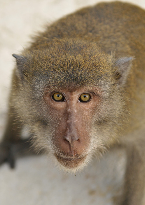 mOnKeYboy