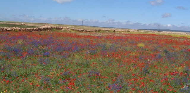 osel, červená, modrá, ...maroko....