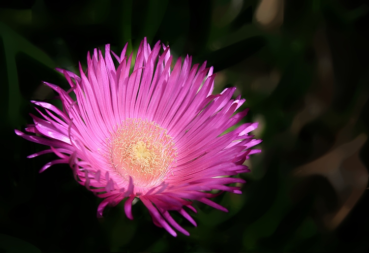 Chorvatská květinka