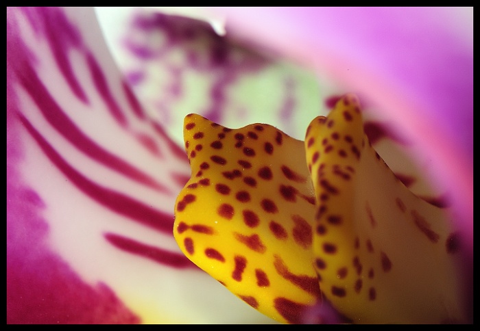 orchidea