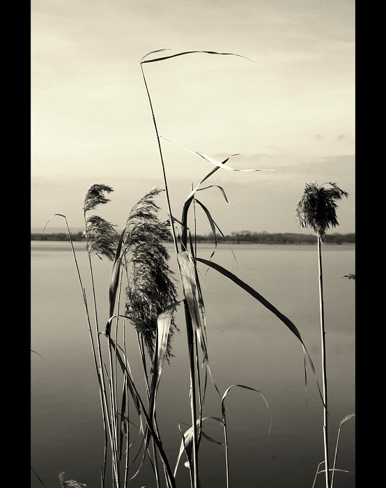 Rybniční zátiší