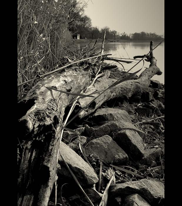 Rybniční zátiší II