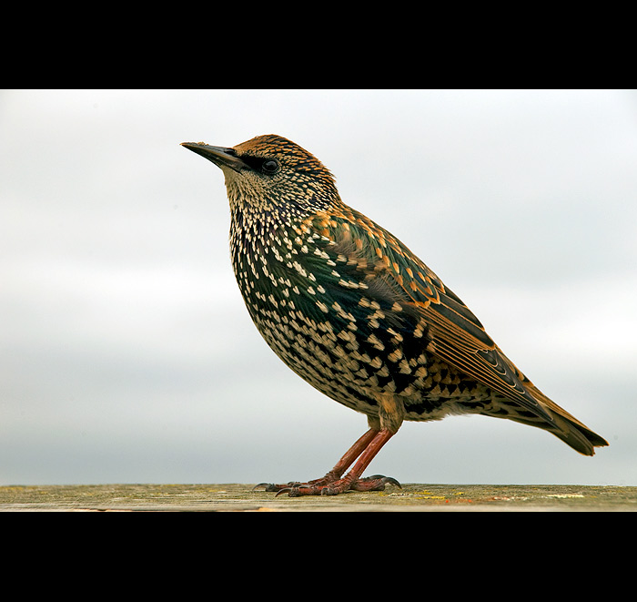 bird