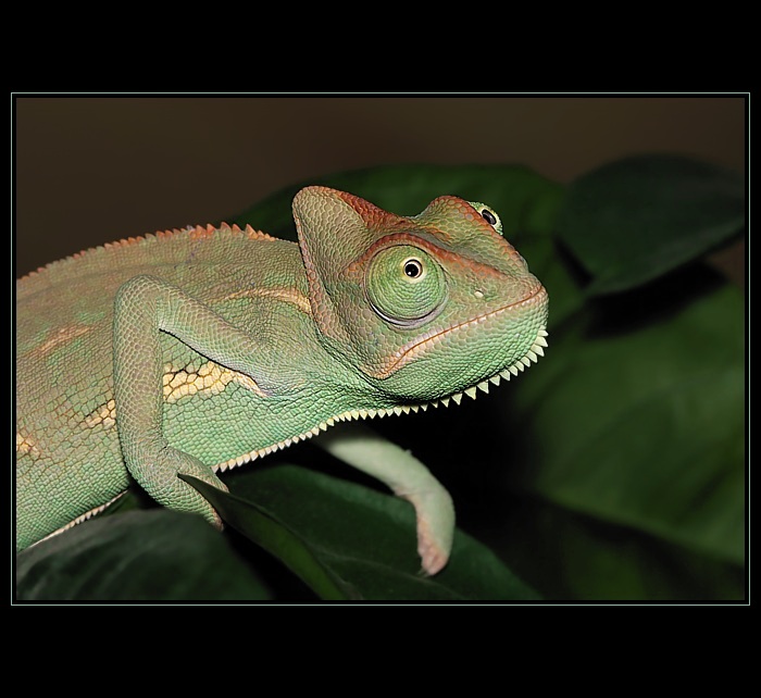 chameleon jemenský