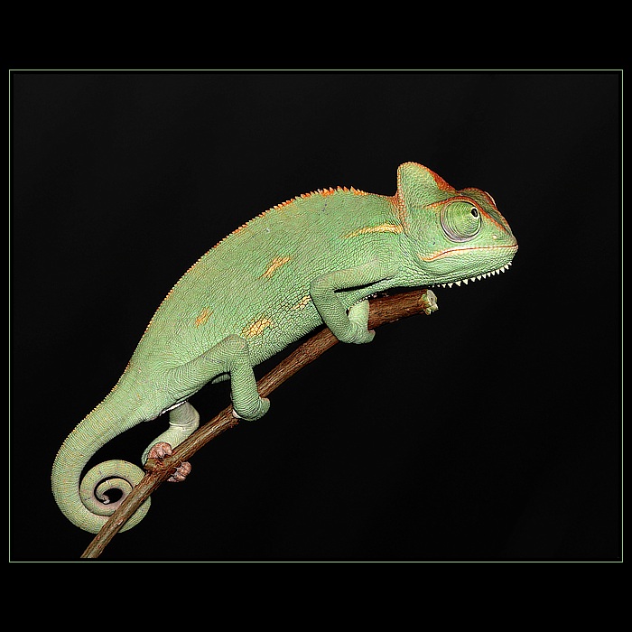 chameleonek II