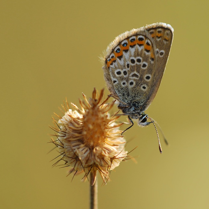 z odvrácené strany