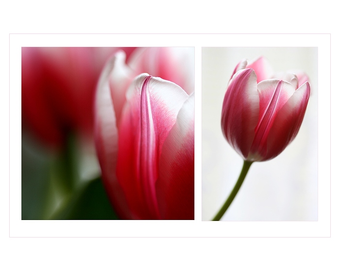 *** Tulips ***