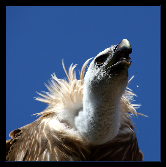 ... kořist zaostřena ! ...