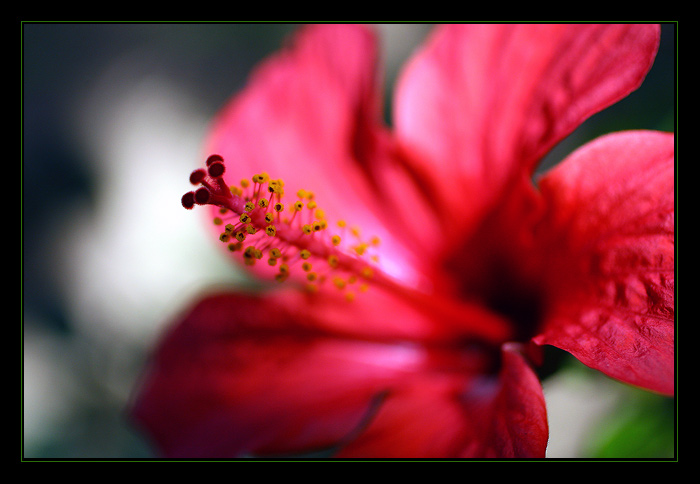 ... závan  jara ...