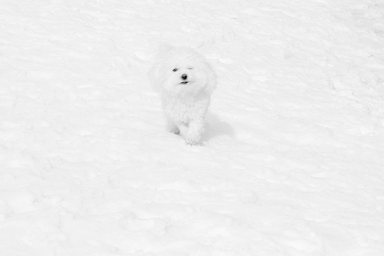 ty předchozí byly zbytečně moc barevné :)