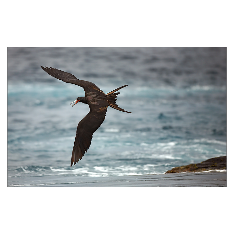 Fregatka páskovaná