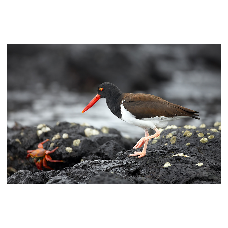 Ústřičník galapážský