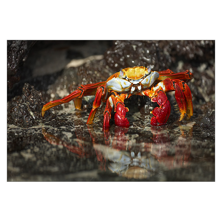 Krab galapážský