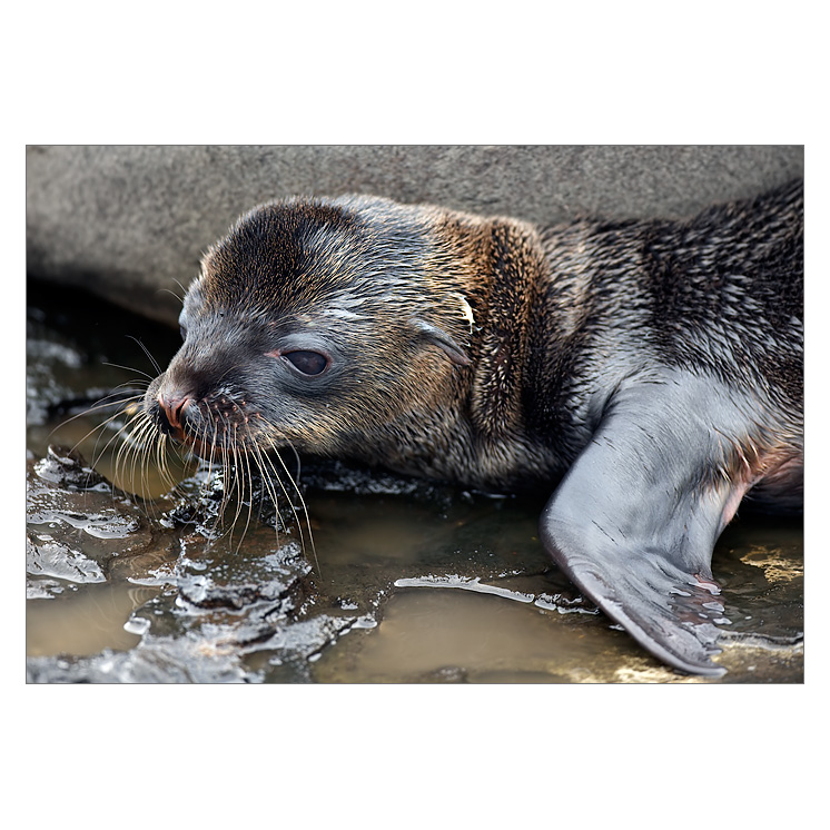 Právě jsem se narodil