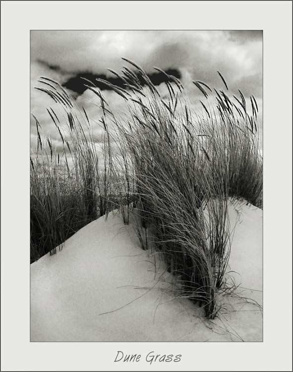 Dune Grass