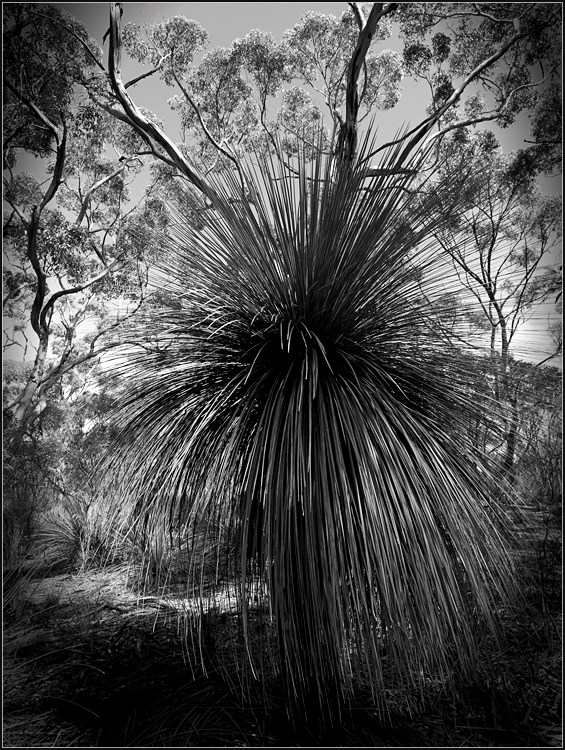 Grass Tree