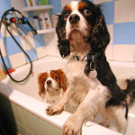 už mně vykoupej a z tej vany vyndej!!! HAF