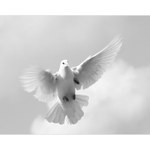 Křídla holubice mít...