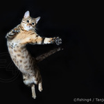 cats dancing