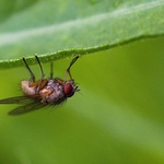 Sedi mucha na "stene"