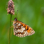 Melitaea athalia
