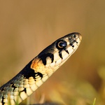 ...Pohled do jarního slunce...