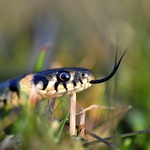 ...Na lovu po dlouhé zimě...