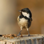 Sýkora uhelníček (Parus ater) II.