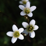 Přivolávání jara