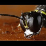 čuchám, čuchám ...