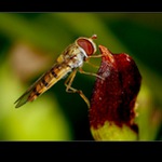  u pekelného napajedla