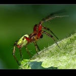 čaruju, čaruju ...