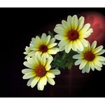 Tři ...čtyři mušketýři