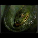 Jen tak si lebedím...