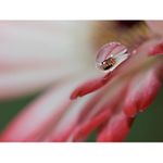 Through the magnifying eye II.