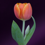 Tulip