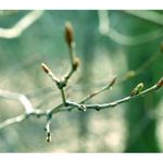 natura