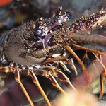 Langusta