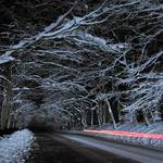 cesta nočním lesem