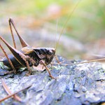 nasedat....  jedem ! ! !