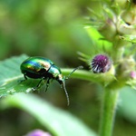 uufff..... tentokrát to smrdělo boulí