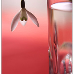 Malý kousek jara ve sklenici vody