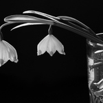 Malý kousek jara ve sklenici vody II