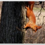 Držím sa radšej pri zemi...