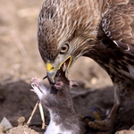 myšičko myš, pojď ke mě blíž.....