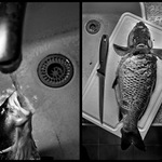 * přestože se pan kapr občas rád napije, je stále náramný štramák *