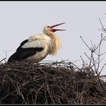 Už jsem tady...tramtadáá