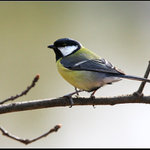 Moje první sýkorka :-)